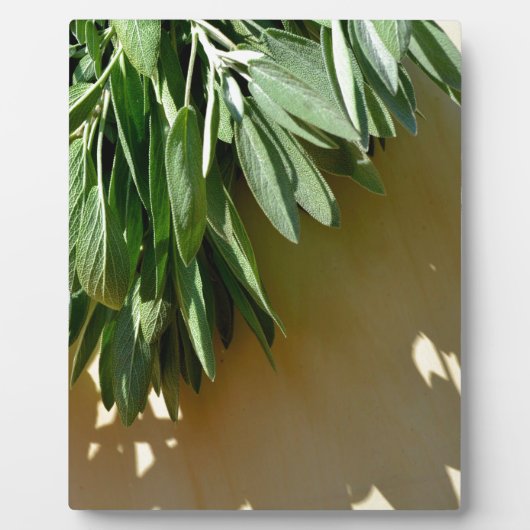 Elegante botanisch-grüne Kräuter Blätter Salbei Fotoplatte (Vorderseite)