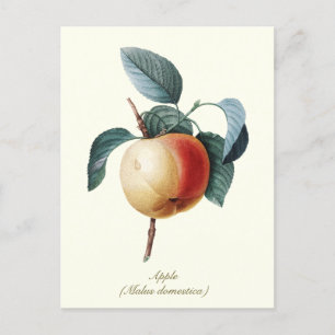 Elegante botanische Vintage-Aprikosenfrucht Postkarte