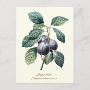 Elegante botanische Vintage-Pflaume Obst Postkarte