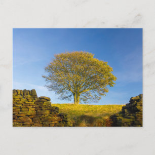 Elegante bunte Reise-Postkarte mit Baum Feiertagspostkarte