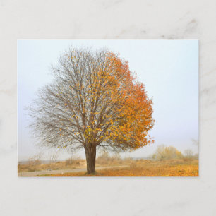 Elegante bunte Reise-Postkarte mit Baum Feiertagspostkarte