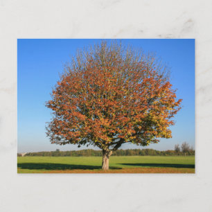 Elegante bunte Reise-Postkarte mit Baum Feiertagspostkarte