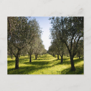 Elegante bunte Reise-Postkarte mit Baum Feiertagspostkarte