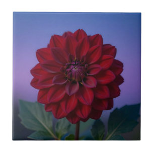 Elegante Burgunderrote Dahlienblüte Fliese