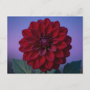 Elegante Burgunderrote Dahlienblüte  Postkarte