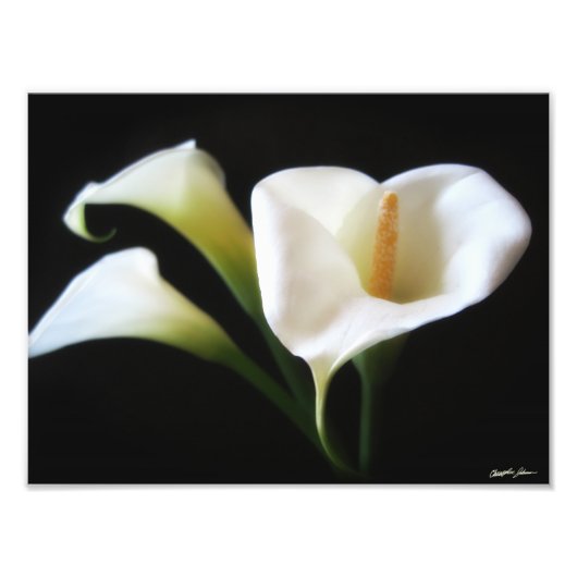 Elegante Calla Lily Blume 9 Fotodruck (Vorne)