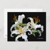 Elegante Casablanca Postkarte (Vorne/Hinten)