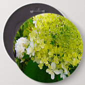 Elegante Chartreuse Green Limelight Hydrangea Button (Vorne & Hinten)