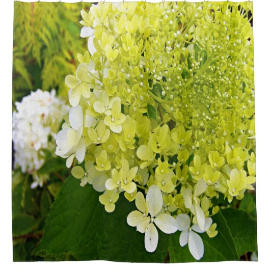 Elegante Chartreuse Green Limelight Hydrangea Duschvorhang (Vorderseite)