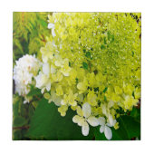 Elegante Chartreuse Green Limelight Hydrangea Fliese (Vorderseite)