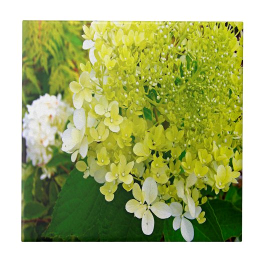 Elegante Chartreuse Green Limelight Hydrangea Fliese (Vorderseite)