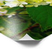 Elegante Chartreuse Green Limelight Hydrangea Fotodruck (Ecke)