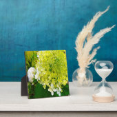 Elegante Chartreuse Green Limelight Hydrangea Fotoplatte (InSitu)