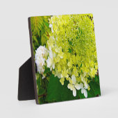 Elegante Chartreuse Green Limelight Hydrangea Fotoplatte (Vorderseite)