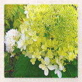 Elegante Chartreuse Green Limelight Hydrangea Glasuntersetzer (Vorderseite)