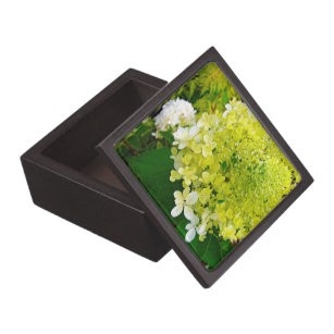 Elegante Chartreuse Green Limelight Hydrangea Kiste