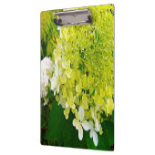 Elegante Chartreuse Green Limelight Hydrangea Klemmbrett (Links)