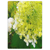 Elegante Chartreuse Green Limelight Hydrangea Klemmbrett (Rückseite)