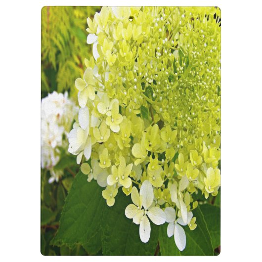Elegante Chartreuse Green Limelight Hydrangea Klemmbrett (Rückseite)