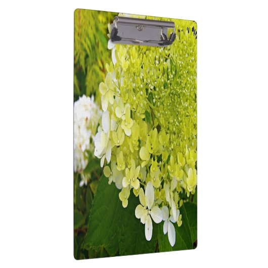 Elegante Chartreuse Green Limelight Hydrangea Klemmbrett (Rechts)