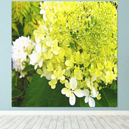 Elegante Chartreuse Green Limelight Hydrangea Leinwanddruck (Insitu (Holzboden))