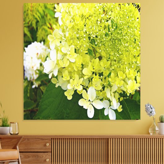 Elegante Chartreuse Green Limelight Hydrangea Leinwanddruck (Insitu (Wohnzimmer))