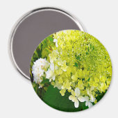 Elegante Chartreuse Green Limelight Hydrangea Magnet (Vorderseite/Rückseite)