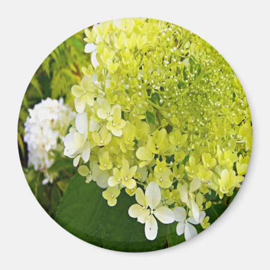 Elegante Chartreuse Green Limelight Hydrangea Magnet (Vorne)