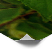 Elegante Chartreuse Green Limelight Hydrangea Poster (Ecke)