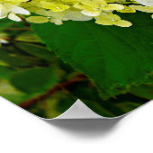 Elegante Chartreuse Green Limelight Hydrangea Poster (Ecke)