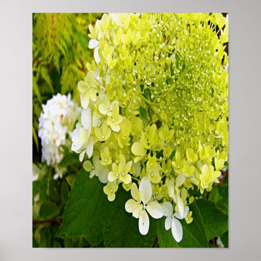 Elegante Chartreuse Green Limelight Hydrangea Poster (Vorne)