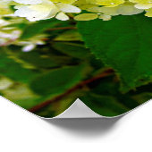 Elegante Chartreuse Green Limelight Hydrangea Poster (Ecke)