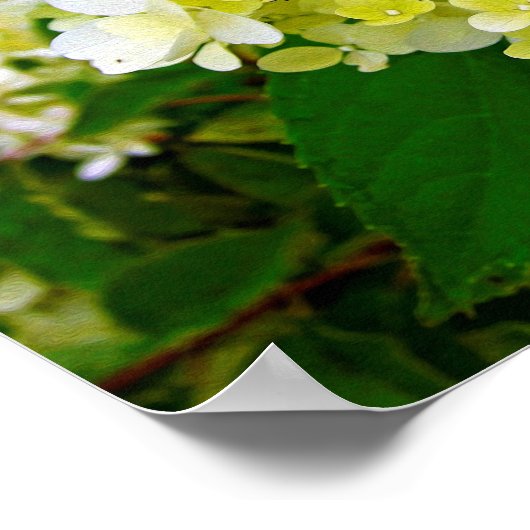 Elegante Chartreuse Green Limelight Hydrangea Poster (Ecke)