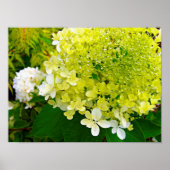 Elegante Chartreuse Green Limelight Hydrangea Poster (Vorne)