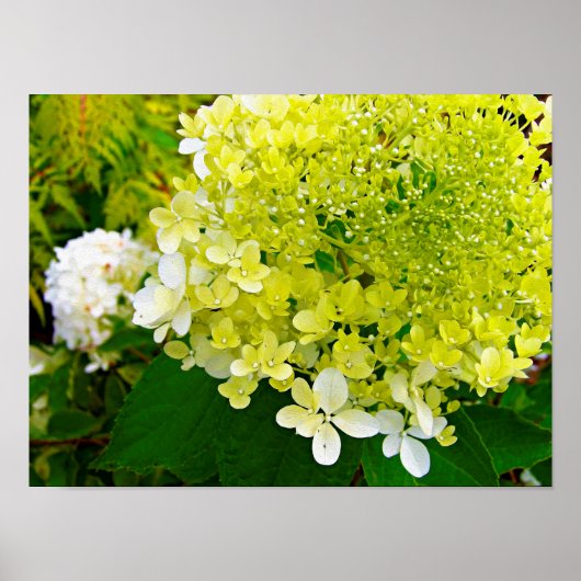 Elegante Chartreuse Green Limelight Hydrangea Poster (Vorne)