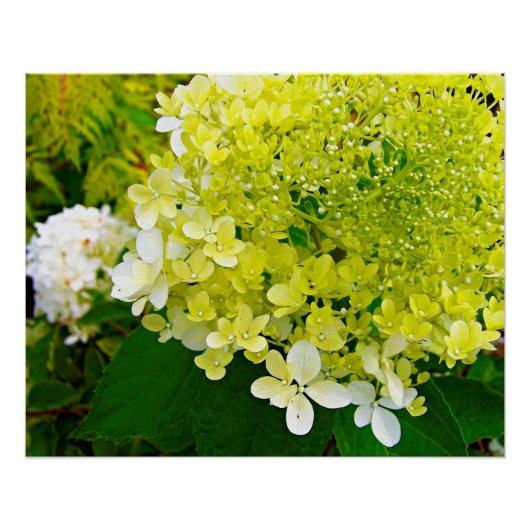 Elegante Chartreuse Green Limelight Hydrangea Poster (Vorderseite)