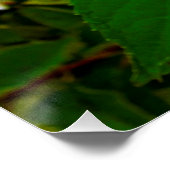 Elegante Chartreuse Green Limelight Hydrangea Poster (Ecke)