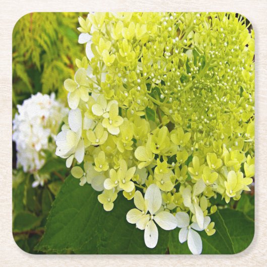 Elegante Chartreuse Green Limelight Hydrangea Rechteckiger Pappuntersetzer (Vorderseite)