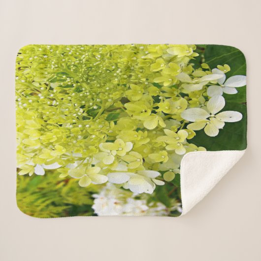 Elegante Chartreuse Green Limelight Hydrangea Sherpadecke (Vorderseite (Horizontal))
