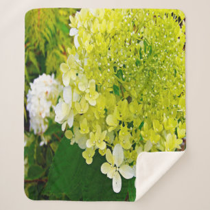 Elegante Chartreuse Green Limelight Hydrangea Sherpadecke