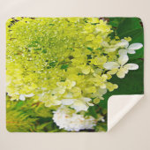 Elegante Chartreuse Green Limelight Hydrangea Sherpadecke (Vorderseite (Horizontal))