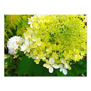 Elegante Chartreuse-Grüne Limelight-Hortensie Fotodruck