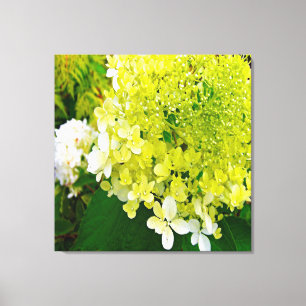 Elegante Chartreuse-Grüne Limelight-Hortensie Leinwanddruck