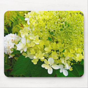 Elegante Chartreuse-Grüne Limelight-Hortensie Mousepad