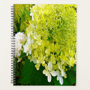 Elegante Chartreuse-Grüne Limelight-Hortensie Planer