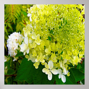 Elegante Chartreuse-Grüne Limelight-Hortensie Poster