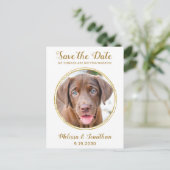 Elegante Chic Gold Custom Pet Foto Hochzeit Ankündigungspostkarte (Stehend Vorderseite)