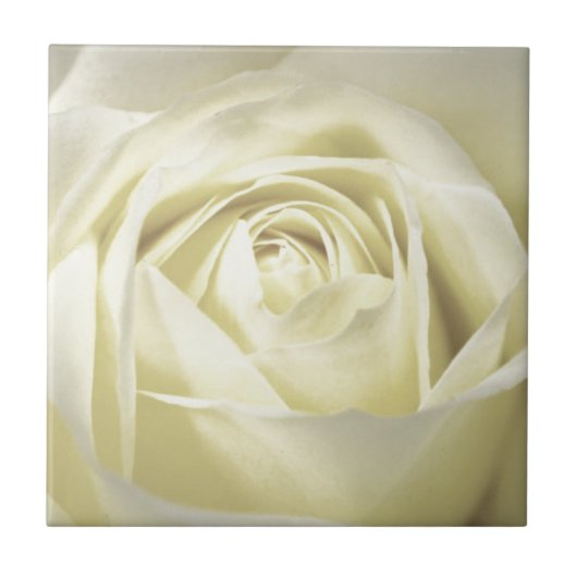 Elegante Cream Rose Fliese (Vorderseite)