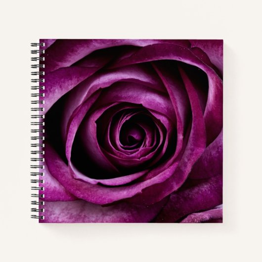 Elegante dunkelviolette Rose Notizblock (Vorderseite)
