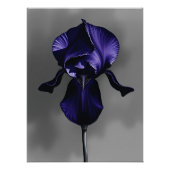 Elegante dunkle Iris mit rauschiger Grau Poster (Vorderseite)